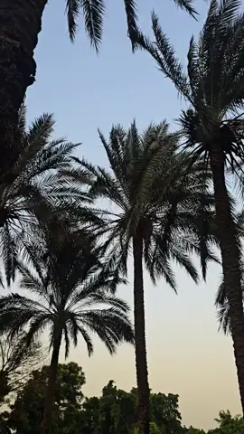 #اللهم مااصبح بي من نعمة أو بأحد من خلقك فمنك وحدك لا شريك لك فلك الحمد ولك الشكر 