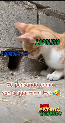 #evomorales #Bolivia #humor #chaparebolivia🇧🇴 