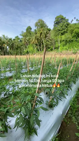 Ya namanya juga petani ya begitu😅#petanicabe #petanimuda #fyp 