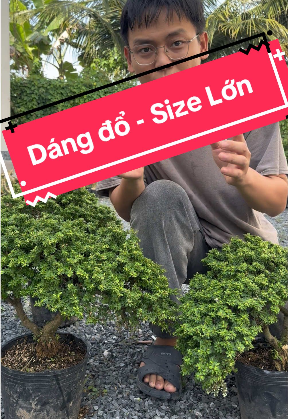 Dáng đổ size to #MuaTaiTikTokShop #samgao #caycanh #xuhuong 