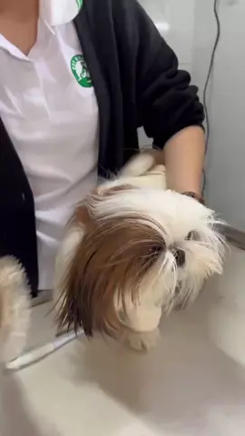 Tóc tai vuốt vuốt, các thứ các kiểu 😂 #PethealthVietTri  #1810dailoHungVuong