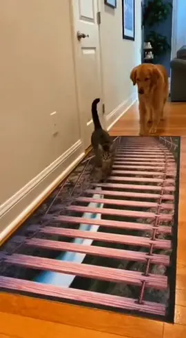 pet rug prank #cat #catsoftiktok #dogsoftiktok #prank #funnyvideo 