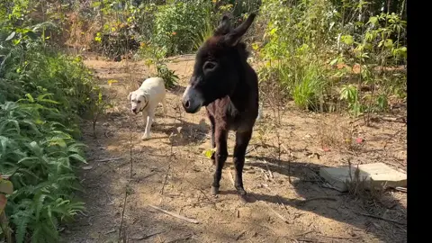 我们农场今天来了一头大黑驴🤣🤣🤣#萌宠 #萌宠出道计划 #记录宠物的日常生活 #动物是人类的朋友 #家有萌寵 