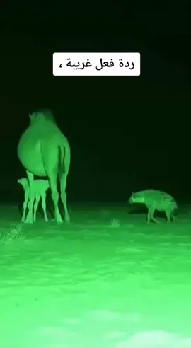 #ذيب #قعود #اكسبلور #الشعب_الصيني_ماله_حل😂😂 #وثائقي #ترند_تيك_توك #ضبع 