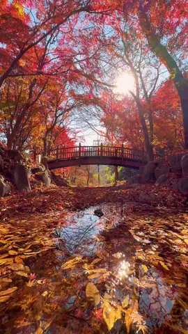 ❤ 끝날때까지 끝난게 아닌 단풍  11월의 마지막은 이곳에서 ... 작년보다 전반적으로 빨리 지는 중인데 원래 첫눈이랑 같이 단풍 보려고 기다리고 있었는데 올핸 눈다운 첫눈이 조금 늦어지려나 해서 올려봅니다 ! 위아래 애기단풍으로 가득한 이곳 ! 천년된 사찰인 만큼 단풍나무들도 엄청 크고 아름다워요 ! 지금 멀리서 오긴 아쉬울 순 있고 근교나 예산을 오신다면 잠시 들리기 좋아요!😊 #예산 #향천사 충남 예산군 예산읍 향천사로 117-20 금오산 향천사 ✓ 예산시장에서 5분 25. 11.28 . #예산여행 #예산가볼만한곳 #단풍명소 #단풍여행 #가을여행 #가을여행지 #가을단풍 #국내여행 #visitkorea 