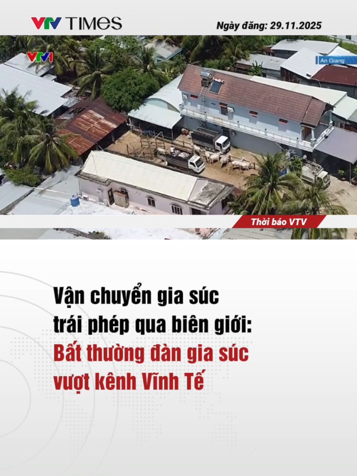 Tại các tỉnh biên giới Đồng bằng sông Cửu Long, hoạt động vận chuyển trâu bò qua lại biên giới đang diễn ra khá rầm rộ. Điều này tiềm ẩn nguy cơ lây lan dịch bệnh nguy hiểm và đe dọa sinh kế người chăn nuôi trong nước. #vtvtimes #news #vtvonline #tiktoknews #tintuc #thoisu #vanchuyen #giasuc #traiphep #quabiengioi
