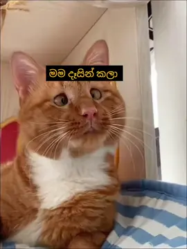 ඔබ කලා යෝජනා වලට චෝදනා 😞💔 #srilanka #tiktok #viral #memevideo #meme 