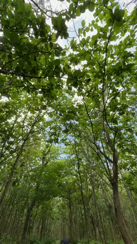 Pokok emben nek munggah kak gawe sola melayu 🥊#fyppppppppppppppppppppppp #pencaksilat 