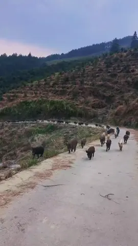 Mệt lắm các cháu