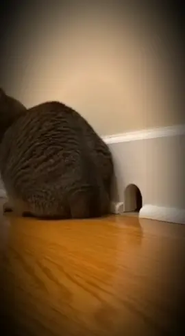 አይን የሚያቃጥል ፈስ#ethiopian_tik_tok🇪🇹🇪🇹🇪🇹🇪🇹 #ethipoianmeme #habesha #fyp #ኢትዮጵያ_ለዘላለም_ትኑር🇪🇹🇪🇹🇪🇹 