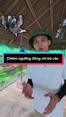 Mọi người chiêm ngưỡng đồng chí bồ câu tham dự đại lễ Quốc Khánh Lào nhé #buidinhthuc #bodoicuho #quockhanhlao #bocaudua 