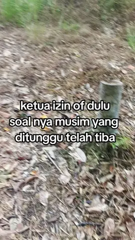 🤙🏻🤙🏻🤙🏻#durian #musimdurian #gacor