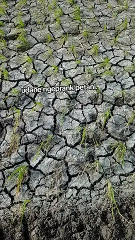 bar Tandor seminggu GK oleh udan+dipangan orong