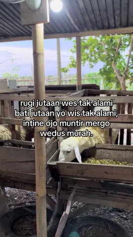 #masukberandafyp #peternakkambing #peternakmuda #sobatngaret #sobatngaritnusantara #foryoupage #4u 