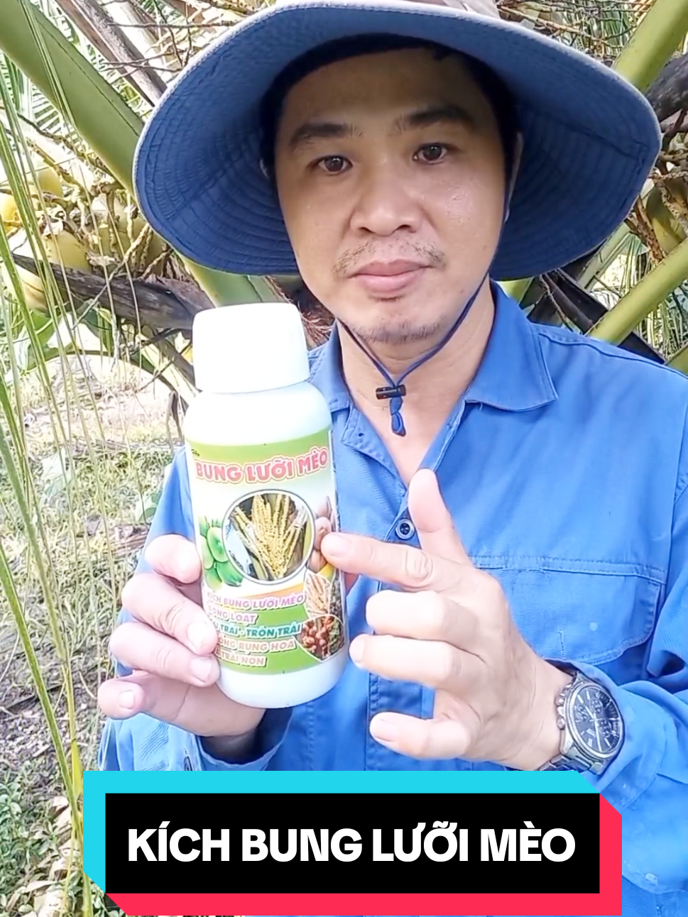 KÍCH BUNG LƯỠI MÈO ĐỒNG LOẠT CHỐNG RỤNG BÔNG VÀ TRÁI NON. #caydua #kichbungluoimeo #bungluoimeo #kichraluoimeo #raluoimeo  @SẢN PHẨM GIÁ TỐT @SẢN PHẨM GIÁ TỐT @SẢN PHẨM GIÁ TỐT 