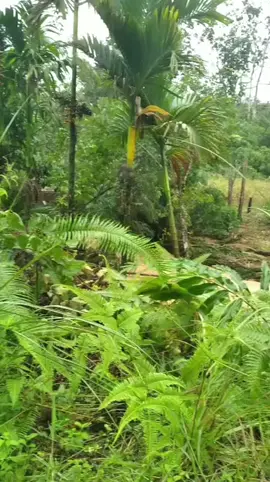 berharap yang kena musibah mendapatkan dana bantuan dari pemerintah yang memang seharusnya mereka dapatkan  #sumut #banjir #danabantuan #dana #sibolga 