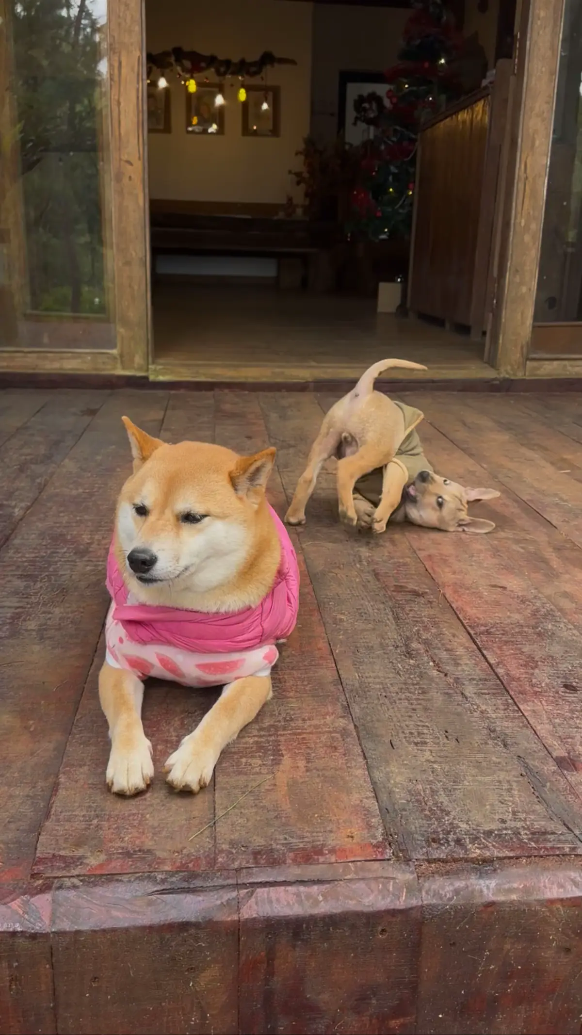 Hiphop never die =)) #pet #emlamit #thucung 