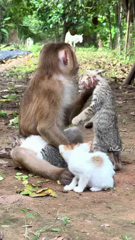 So happy family...#SurrogateMama #Bonobos #WildlifeHeroes #BonoboRescue #BonoboLove #SaveBonobos#wholesome #animals#dumborat #huskyrat #1minuteanimals #rats #cuteanimals#monkeytokb #monkeytoking #cuteanimalstiktok #mokeybaby #monkeytok🐒