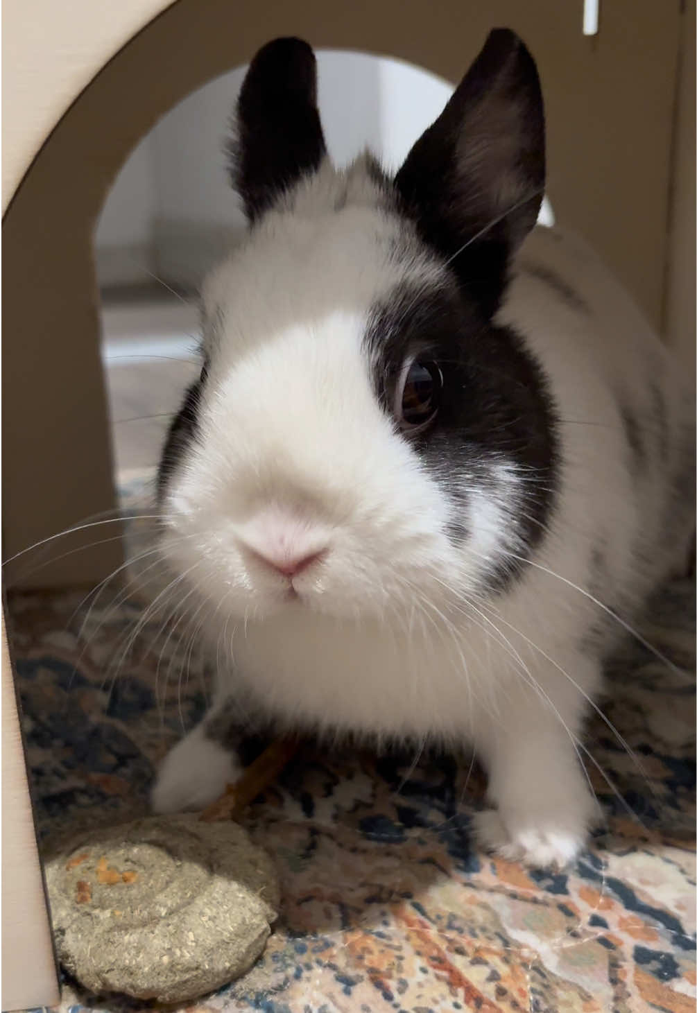 #rabbit #asmrsounds #bunny #mukbangs #lollipop 