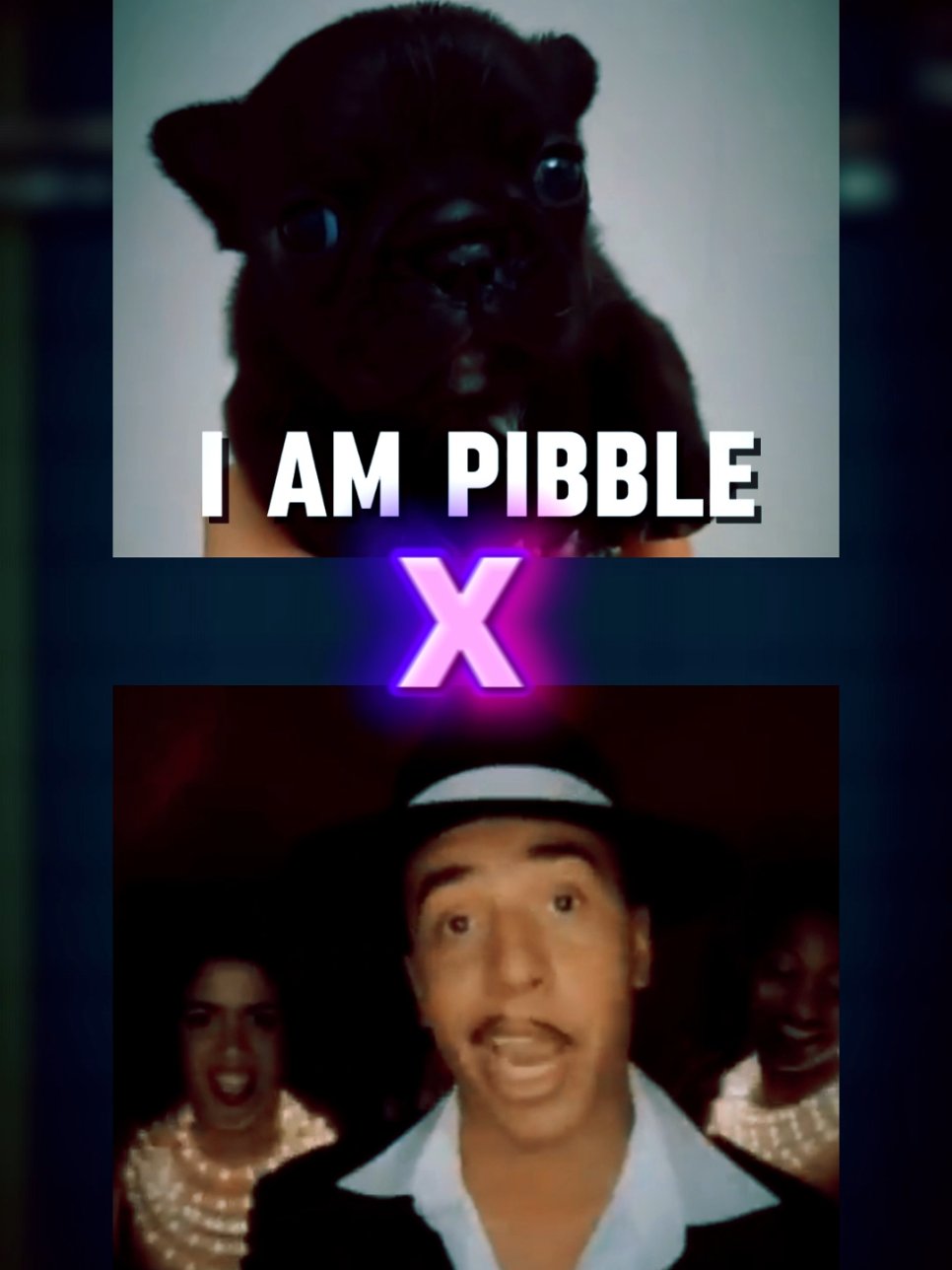 MAMBO NUMBER PIBBLE MASHUP #pibble #iampibble #mambonumber5 #мистервиопятьзасвое #mashup 