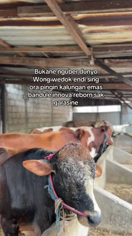 #peternakmuda #peternaksapiindonesia #sobatngaret #sapiviral #fyp 