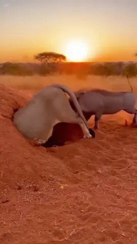 Warthog’s Revenge😱#wildanimals #wildlife 