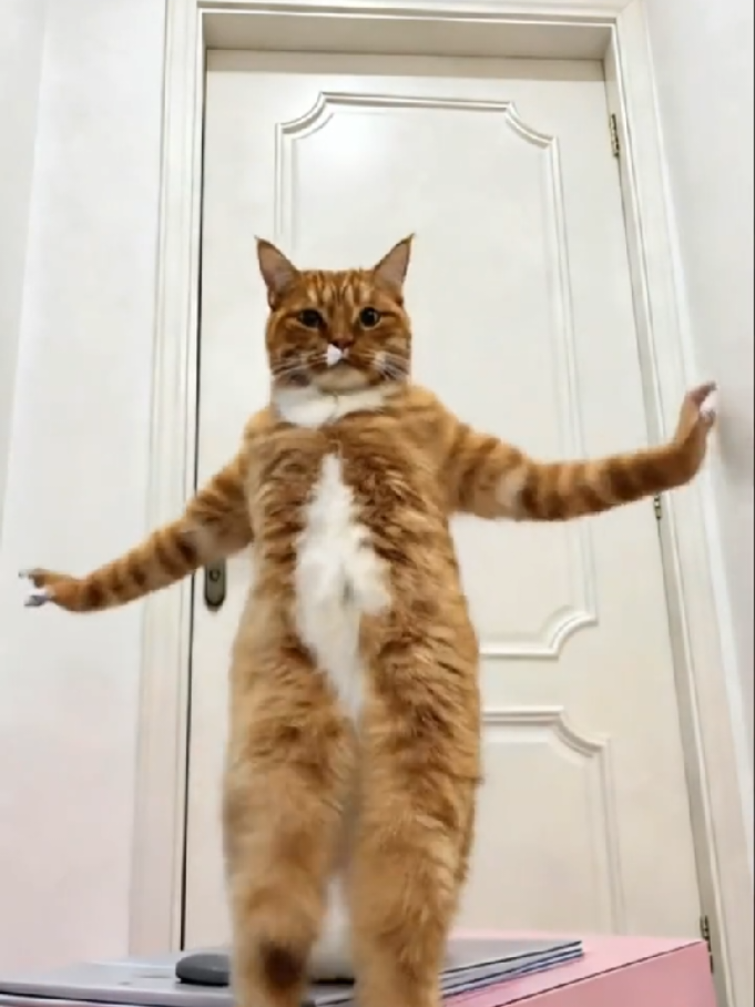 Moggy Orange Cat Howling Perfomance 