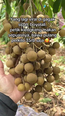 Ada yang udah kesini?