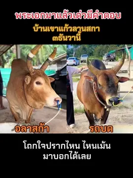 ไหนพระเอกไหนพระรองเด่วโร้กัน #ลังสาดชนะศึก #รถบด #ขาวงามพยัคฆ์สองคม_อลาสก้า #ลานสกา #น้องสาวเมืองใต้ 