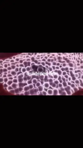 Human evolution>#anatomy #fyppppppppppppppppppppppp #biology #viraltiktok #evolution 