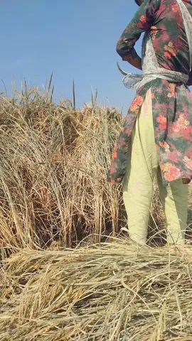 কিসের আবার ক্যারিয়ার দুইজন মিলে মাঠে কাজ করবো🙈😁😌#foryoupage #fyp #floowme #bdtiktokofficial🇧🇩 #plzunfrezemyaccount🙏 