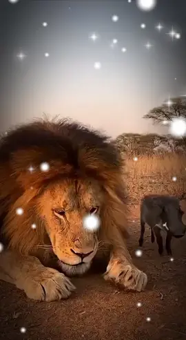 شخواخ مع الاسد#الشعب_الصيني_ماله_اكسبلور #