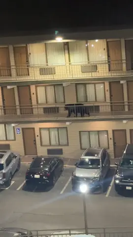 Que miedo el oso en el hotel donde estoy hospedada en gatlinburg #viral #bear #tennessee #gatlinburg #foryoupage 
