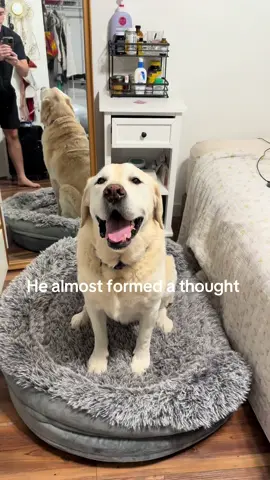 Weeeeeeee #dogsoftiktok #trend #fyp #viral #foryou 