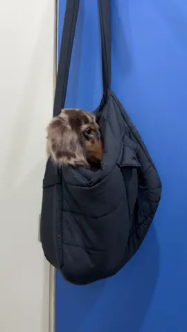 เกิดแต่กับเฮียผา… #เฮียผาหมาไส้กรอก #ดัชชุน #ปิงปอง #จีสุก #คุณโฉมกับชาวีชลลี่หมาจีสุก 