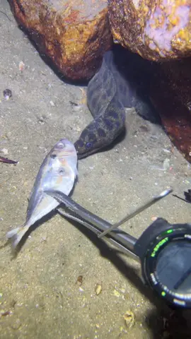 #fishing #eels #deepsea #nemo #diving #lobster #beach #crab #nature #sea #catchthesea