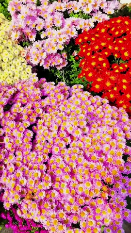 #creatorsearchinsights #flowergarden #foryou #tiktok #plantlovers 