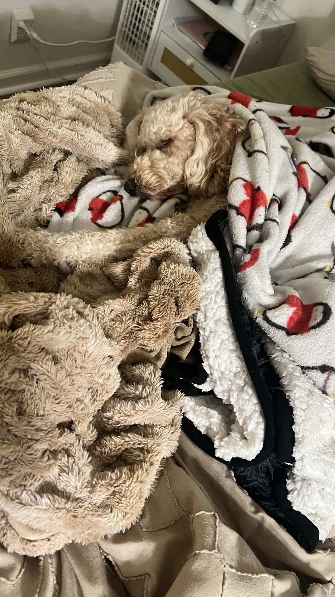 I’m so exhausted after all the Thanksgiving food 🍁🥹#dogisfamily #family #furbabies #exhausteddog #dogsoftiktok 