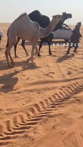 #العالميات #بن_دلمخ #_سبيع_الغلباء #طمامه_سبيع  