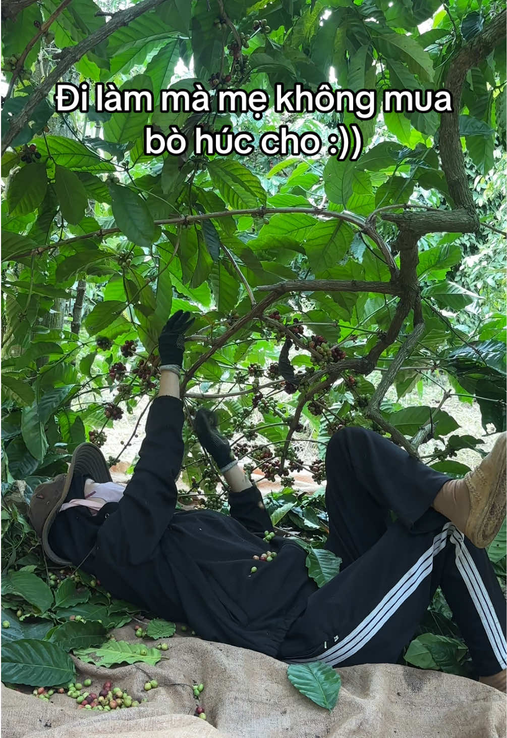 Đi hái cà mà mẹ không mua bò húc cho :(( #fyp #càphê 