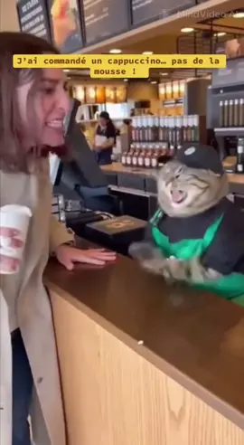 #talkingcat😂 #catinStarbucks #AIFunnyVideo #chatfou #