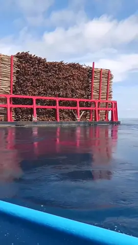 Mudahan Hak Kalimantan Etam di Jauhkan Dari Bencana Alam, Cukup Jadi Pelajaran Musibah yang Saat ini di Alami Pulau Sumatera. Vidio di ambil tanggal 19 November 2025 jam 09.00 wib di perairan laut Belitung Timur. Di dekat pulau meranai arah ke palembang. Credit : yudiamsoni