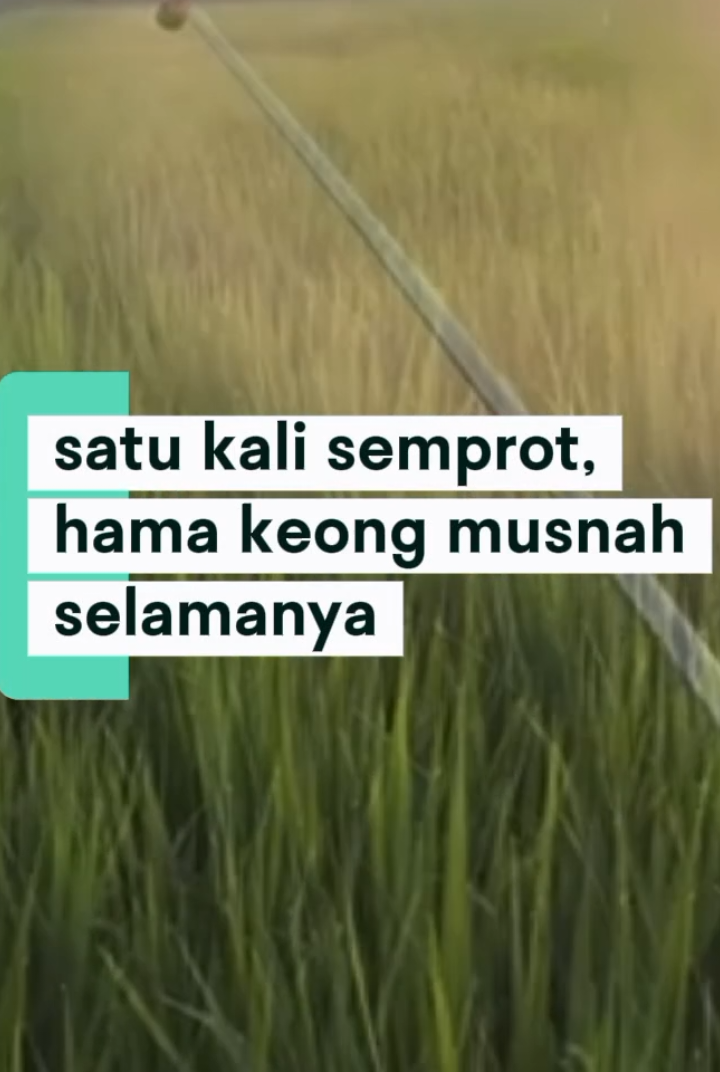 cara ampuh menbasmi hama keong hanya satu kali sempot saja #racunkeong #tanamanpadi #keong #hama #creatorsearchinsight 