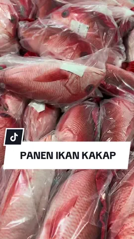 Panen panen~ sekali mancing langsung dapet banyak kakap merah nih Bizzarpeple 😱❤️‍🔥 #kakapmerah #ikanjumbo #ikankakap #bantalikan #bizzarpillow 