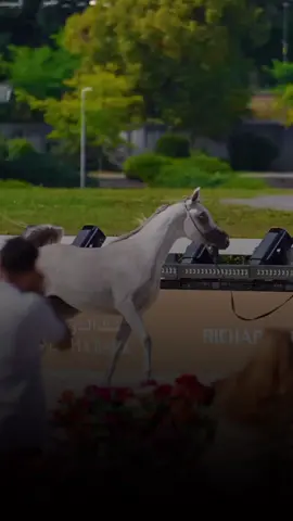 #خيل #خيل_عربي #خيل_عربي_اصيل #أكسبلورر #أكسبلور_تيك_توك🌹🌹nora_norica 