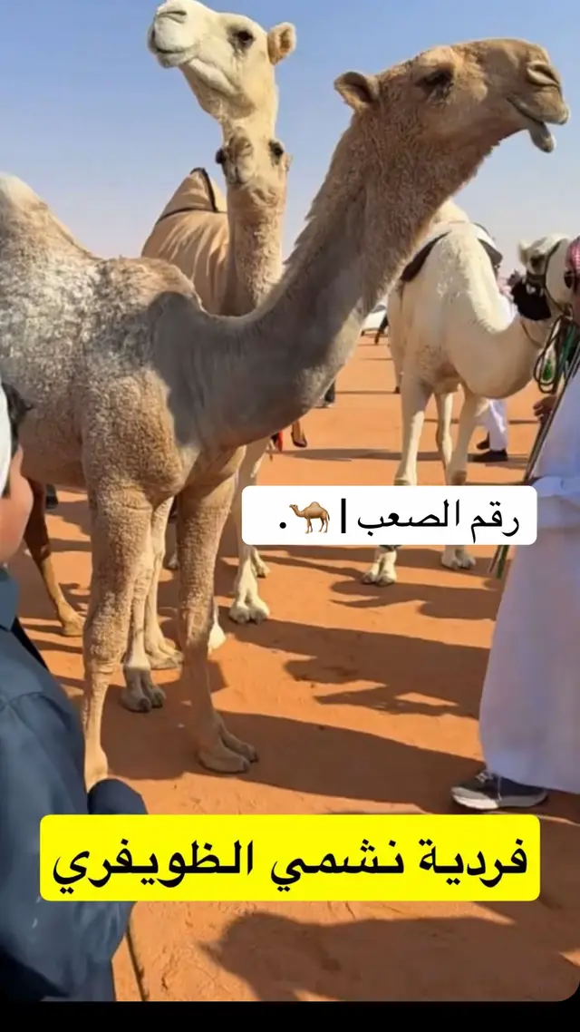 #نشمي_الظويفري #مفاريد #شقح #مطير #مزاين_الصياهد 