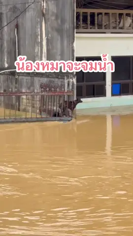 #น้ําท่วม68 #น้ำท่วมสงขลา #น้ำท่วมหาดใหญ่ #ฟีดดดシ 