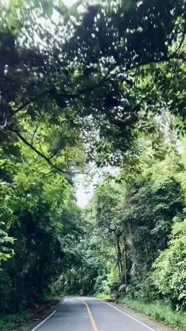 Jalannya tenang banget, vibes-nya adem parah. Kayak dikasih jeda sama semesta biar napas bentar. Dan jujur, aku ga pernah ngerasa rugi tiap lewat sini—selalu worth it banget 🫶🏻😻 #kawasan #lampung #foryoupage #pesisirbarat #fyp 