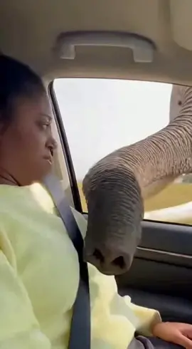 The elephant just wanted to check who was inside