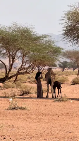 #اكسبلورexplore 